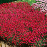 Garofita (Dianthus deltoides) Brilliant, garofita perena, flori rosii, inflorire bogata, rezistenta la seceta