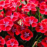 Garofita (Dianthus deltoides) Brilliant, garofita perena, flori rosii, inflorire bogata, rezistenta la seceta