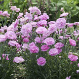Garofita (Dianthus Plumarius) Rachel, planta perena parfumata cu flori roz-pal duble, rezistenta frig