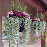 Dichondra argentea Silver Falls, curgatoare