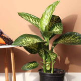 Dieffenbachia Tropical Snow - 90 cm