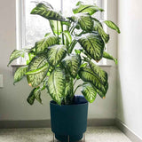 Dieffenbachia Tropical Snow - 90 cm