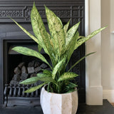 Dieffenbachia Vesuvius - 70 cm