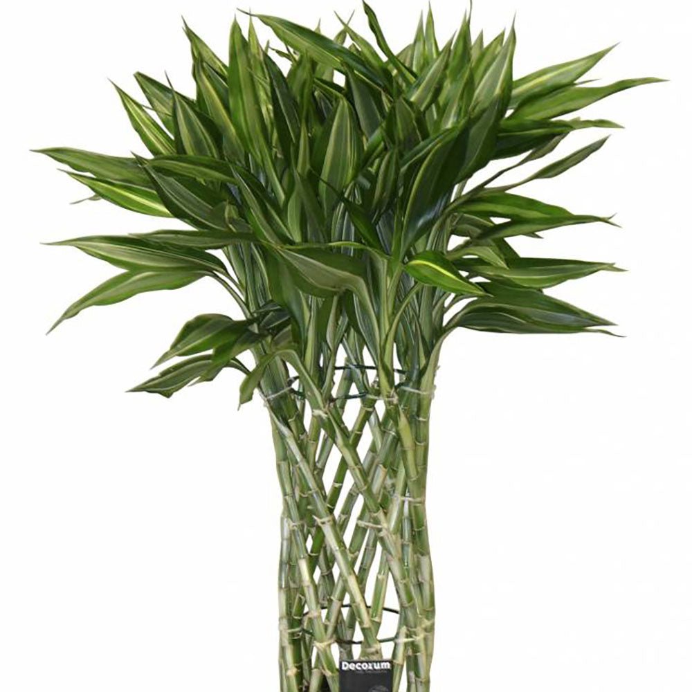 Bambus Norocos/Lucky Dracaena 'Gold' - 70 cm