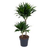 Boldogságfa (Dracaena) 'Compacta' – sűrű, kompakt lombozatú szobanövény