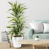 Trunchiul Fericirii (Dracena) Lemon Lime, 170 cm, 8 Tulpini, planta de apartament decorativa cu frunze verzi galbene