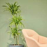 Trunchiul Fericirii (Dracena) Lemon Lime,  planta de apartament decorativa cu frunze verzi galbene, 3 Tulpini - 110/115 cm