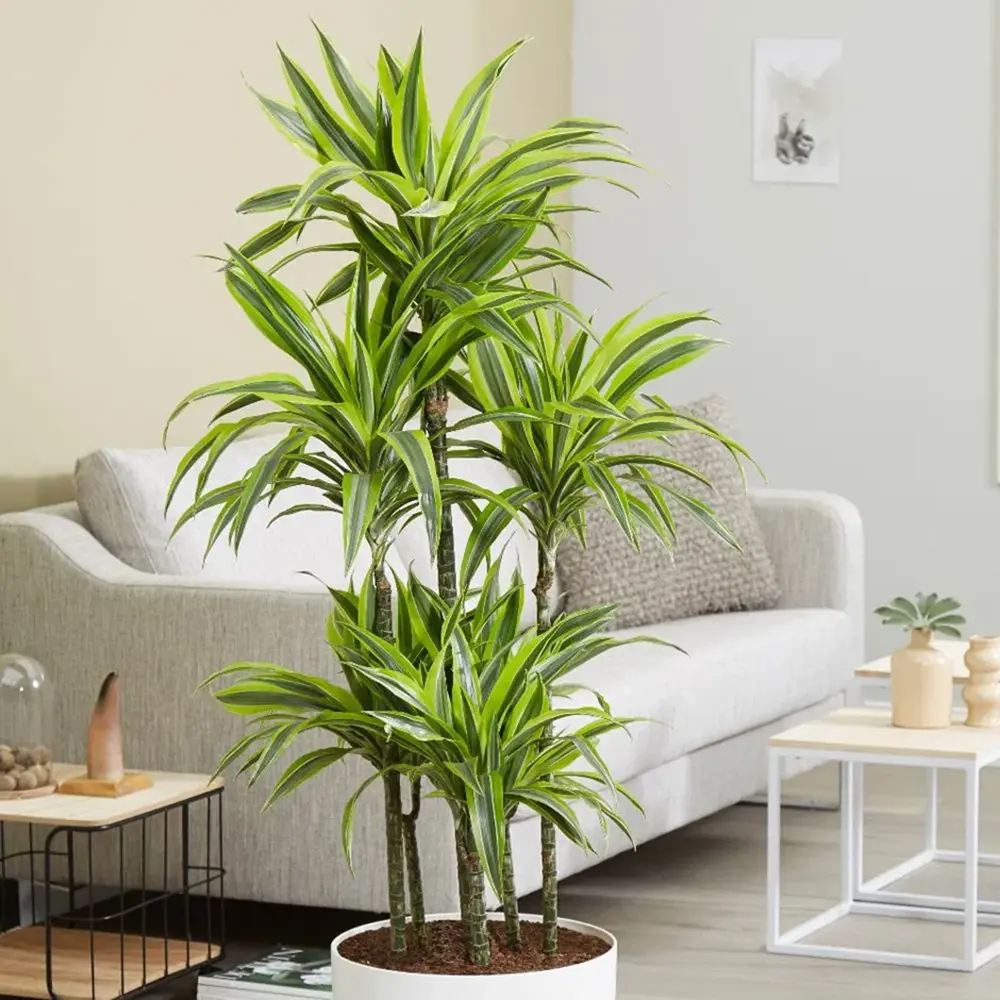 Trunchiul Fericirii (Dracena) Lemon Lime,  planta de apartament decorativa cu frunze verzi galbene, 3 Tulpini - 110/115 cm
