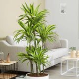 Trunchiul Fericirii (Dracena) Lemon Lime,  planta de apartament decorativa cu frunze verzi galbene, 3 Tulpini - 110/115 cm