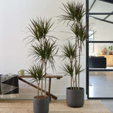 Dracaena marginata Magenta, 80 cm, 1/2 Tulpini, planta de apartament decorativa usor de ingrijit