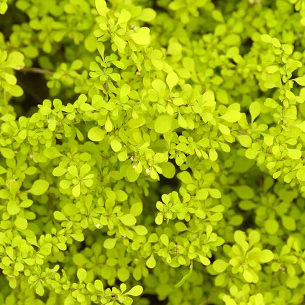 Dracila Berberis galbena Japoneza Lime Star, cu frunze aurii