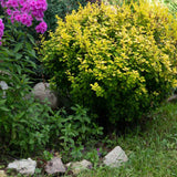 Dracila Berberis galbena Japoneza Lime Star, cu frunze aurii