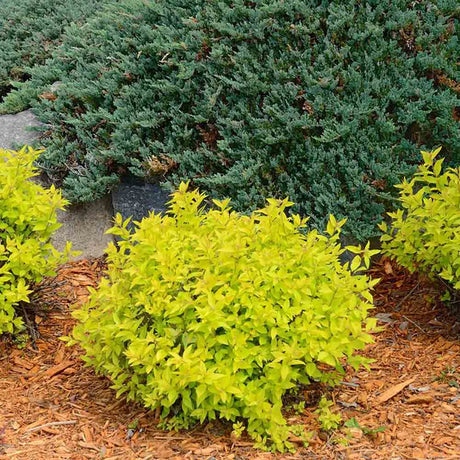 Dracila Berberis galbena Japoneza Lime Star, cu frunze aurii