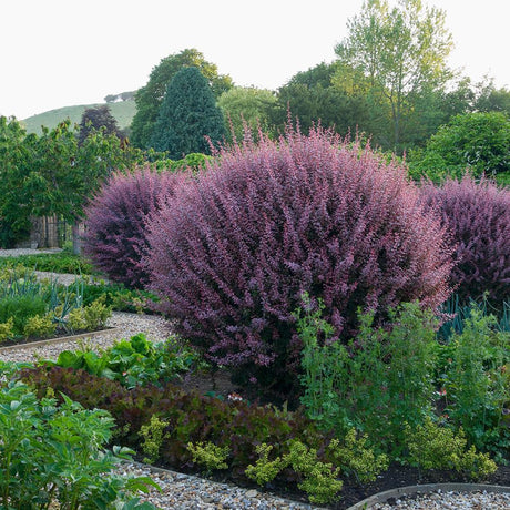 Dracila Berberis Japoneza Atropurpurea, cu frunze rosu-inchis