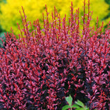 Dracila Berberis Japoneza Atropurpurea Nana, cu frunze purpurii