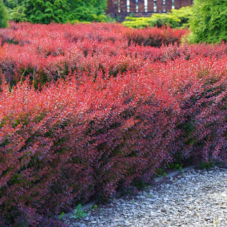 Dracila Berberis Japoneza Atropurpurea Nana, cu frunze purpurii