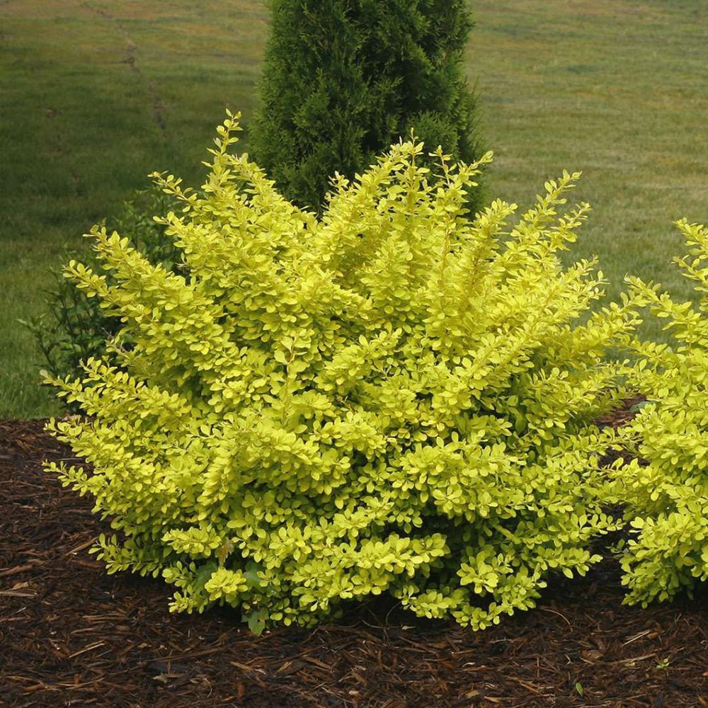 Dracila Berberis Japoneza Aurea, cu frunze aurii
