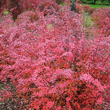 Dracila Berberis Japoneza Pink Queen, cu flori roz-pal