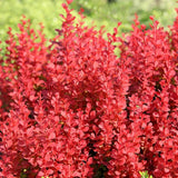 Dracila Berberis Japoneza portocaliu Orange Ice, cu frunze portocalii