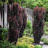 Dracila Berberis Japoneza Red Pillar, cu frunze rosii-burgundiu