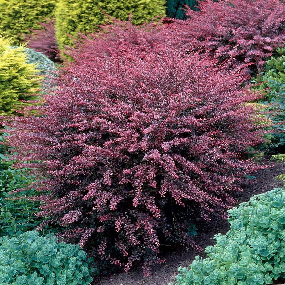 Dracila Berberis Japoneza Rose Glow, cu frunze roz-purpuriu