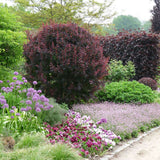 Dracila Berberis Japoneza Atropurpurea, cu frunze rosu-inchis