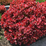 Dracila Berberis Japoneza Ruby Star, cu frunze purpurii