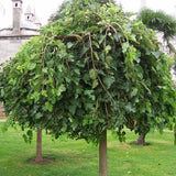 Dud Ornamental Alb Plangator (Morus Alba), cu fructe negre dulci