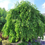 Dud Ornamental Alb Plangator (Morus Alba), cu fructe negre dulci