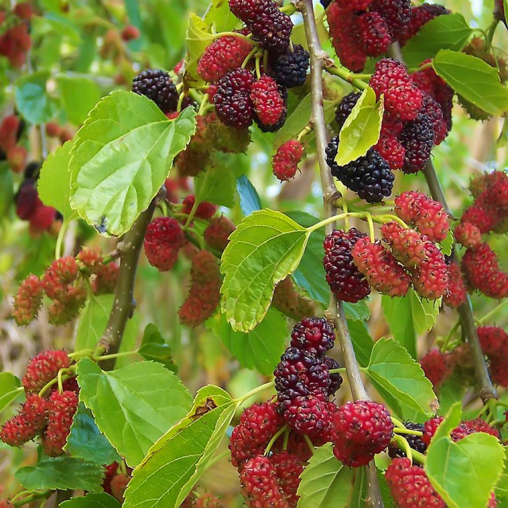 Dud Ornamental Alb Plangator (Morus Alba), cu fructe negre dulci