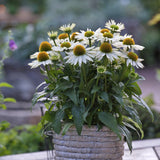 Echinacea cu flori albe, planta perena decorativa, atrage albinele, inflorire indelungata