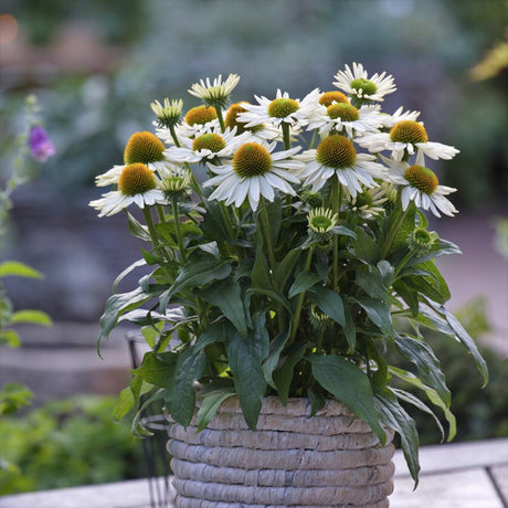 Echinacea cu flori albe, planta perena decorativa, atrage albinele, inflorire indelungata