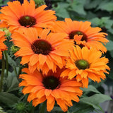 Echinacea Sunseeker Mineola, cu flori portocalii, planta perena decorativa, atrage albinele, inflorire indelungata