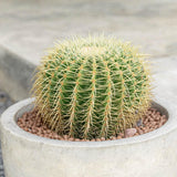 Cactus Perna Soacrei Echinopsis - 20 cm