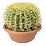 Cactus Perna Soacrei Echinopsis - 20 cm