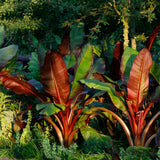 Bananier rosu (Ensete ventricosum Maurelii), 50 cm, planta exotica mare, decorativa, pentru interior si terasa