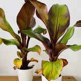 Bananier rosu (Ensete ventricosum Maurelii), 50 cm, planta exotica mare, decorativa, pentru interior si terasa