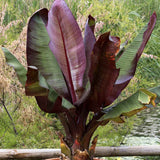 Bananier rosu (Ensete ventricosum Maurelii), 50 cm, planta exotica mare, decorativa, pentru interior si terasa