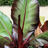 Bananier rosu (Ensete ventricosum Maurelii), 50 cm, planta exotica mare, decorativa, pentru interior si terasa