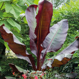 Bananier rosu (Ensete ventricosum Maurelii), 50 cm, planta exotica mare, decorativa, pentru interior si terasa