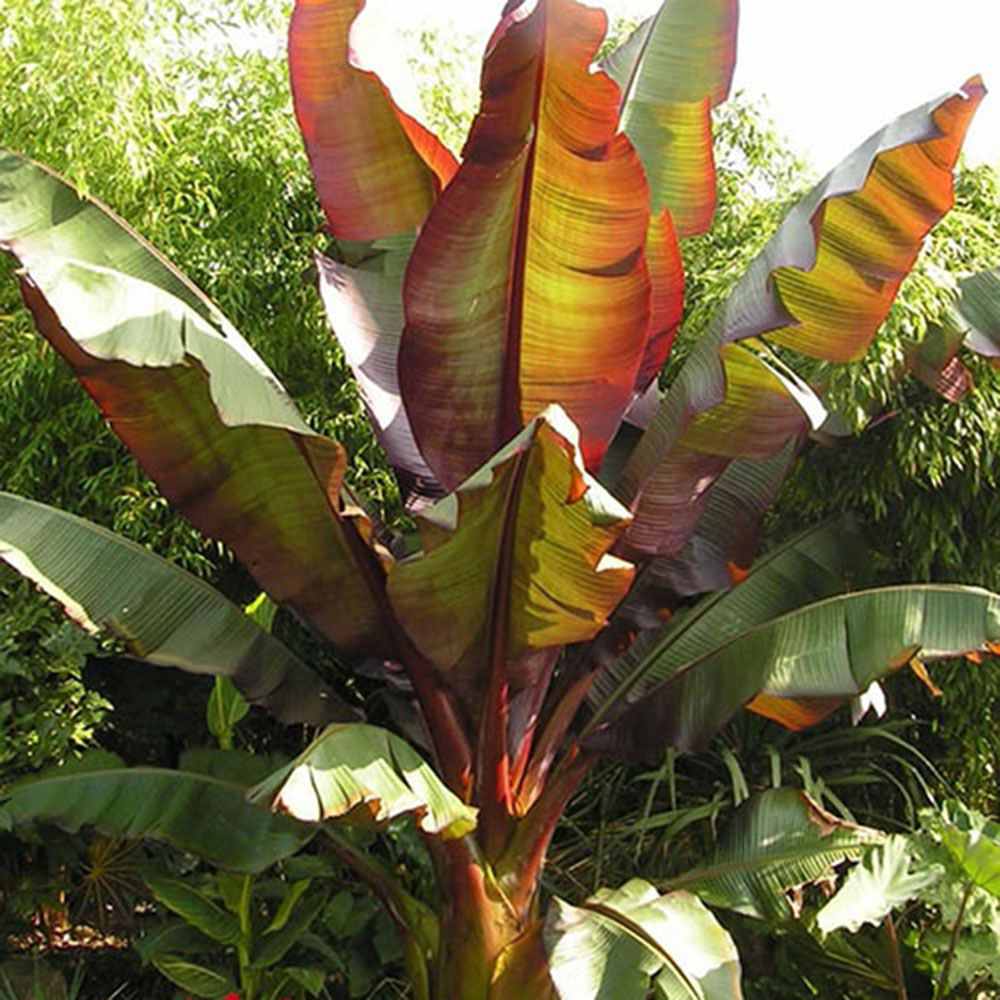 Bananier rosu (Ensete ventricosum Maurelii), 50 cm, planta exotica mare, decorativa, pentru interior si terasa