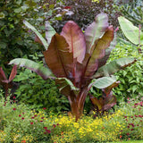 Bananier rosu (Ensete ventricosum Maurelii), 50 cm, planta exotica mare, decorativa, pentru interior si terasa