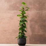 Iedera diavolului Epipremnum Aureum, 120 cm cu Suport, planta de apartament curgatoare, cu frunze pestrite verzi-galbene