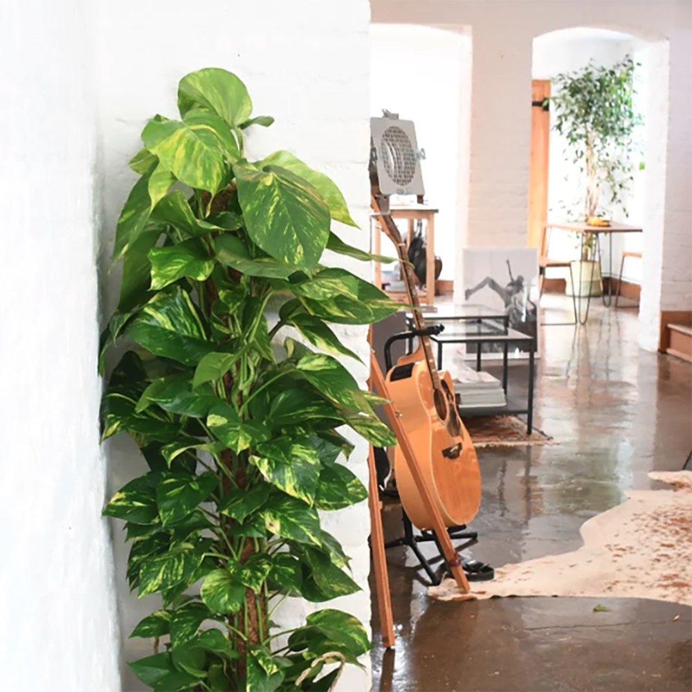 Iedera diavolului Epipremnum Aureum (Cu Suport) - 120 cm
