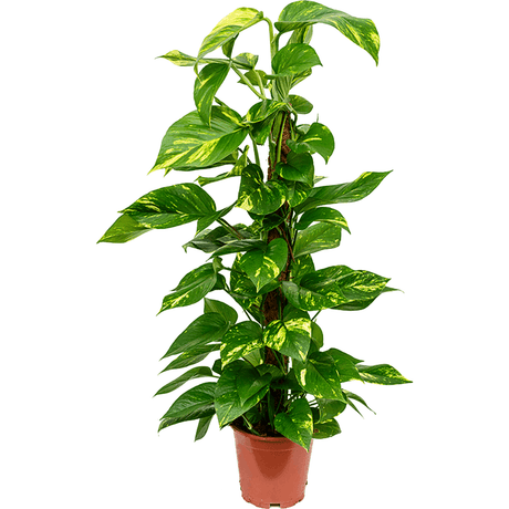 Iedera diavolului Epipremnum Aureum (Cu Suport) - 80-90 cm
