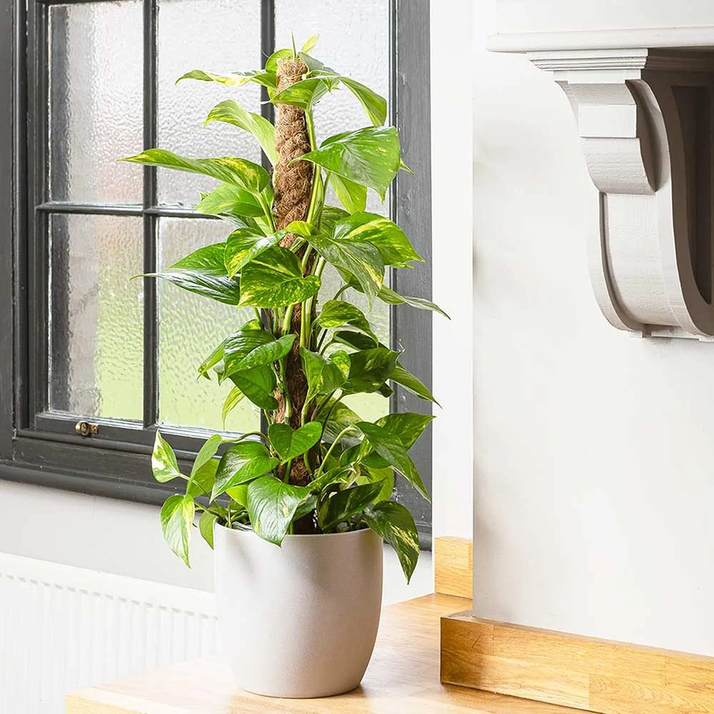 Iedera diavolului Epipremnum Aureum, 120 cm cu Suport, planta de apartament curgatoare, cu frunze pestrite verzi-galbene