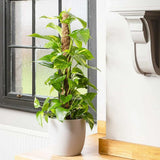 Iedera diavolului Epipremnum Aureum, 120 cm cu Suport, planta de apartament curgatoare, cu frunze pestrite verzi-galbene