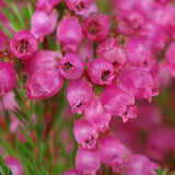 Erica Gracilis