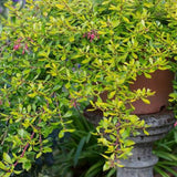 Escallonia Golden Carpet, cu frunze aurii