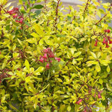 Escallonia Golden Carpet, cu frunze aurii